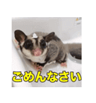 フクロモモンガ スタンプ タケノコ（個別スタンプ：5）