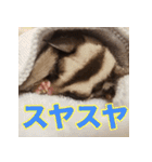 フクロモモンガ スタンプ タケノコ（個別スタンプ：8）