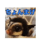 フクロモモンガ スタンプ タケノコ（個別スタンプ：9）