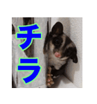 フクロモモンガ スタンプ タケノコ（個別スタンプ：10）