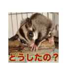 フクロモモンガ スタンプ タケノコ（個別スタンプ：13）