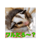 フクロモモンガ スタンプ タケノコ（個別スタンプ：18）