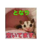 フクロモモンガ スタンプ タケノコ（個別スタンプ：20）