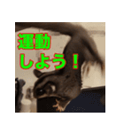 フクロモモンガ スタンプ タケノコ（個別スタンプ：21）