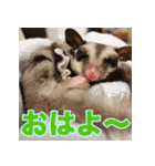 フクロモモンガ スタンプ タケノコ（個別スタンプ：24）