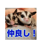 フクロモモンガ スタンプ タケノコ（個別スタンプ：26）