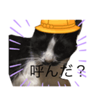 可愛い。うちの猫！？（個別スタンプ：1）