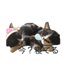 可愛い。うちの猫！？（個別スタンプ：2）