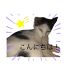 可愛い。うちの猫！？（個別スタンプ：3）