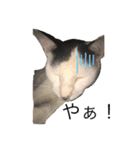 可愛い。うちの猫！？（個別スタンプ：4）