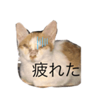 可愛い。うちの猫！？（個別スタンプ：6）