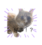 可愛い。うちの猫！？（個別スタンプ：7）