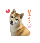 柴犬まるの（個別スタンプ：1）