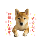 柴犬まるの（個別スタンプ：2）