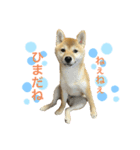 柴犬まるの（個別スタンプ：3）