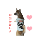 柴犬まるの（個別スタンプ：4）