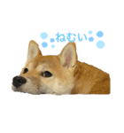 柴犬まるの（個別スタンプ：5）