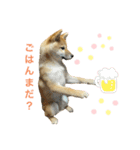 柴犬まるの（個別スタンプ：6）