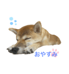 柴犬まるの（個別スタンプ：7）
