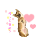 柴犬まるの（個別スタンプ：8）