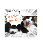 保護猫黒ちゃんと愉快な仲間たち（個別スタンプ：1）