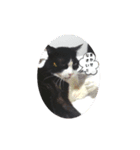 保護猫黒ちゃんと愉快な仲間たち（個別スタンプ：3）
