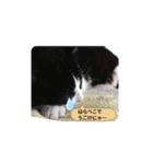 保護猫黒ちゃんと愉快な仲間たち（個別スタンプ：4）