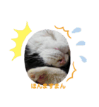 保護猫黒ちゃんと愉快な仲間たち（個別スタンプ：5）
