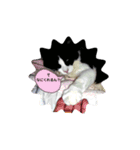保護猫黒ちゃんと愉快な仲間たち（個別スタンプ：6）