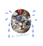 保護猫黒ちゃんと愉快な仲間たち（個別スタンプ：9）