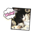 保護猫黒ちゃんと愉快な仲間たち（個別スタンプ：10）