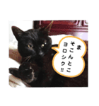 保護猫黒ちゃんと愉快な仲間たち（個別スタンプ：11）
