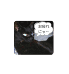 保護猫黒ちゃんと愉快な仲間たち（個別スタンプ：12）