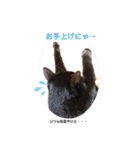 保護猫黒ちゃんと愉快な仲間たち（個別スタンプ：13）