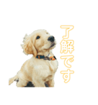 ゴールデンレトリバーのヴィッキー③（個別スタンプ：3）