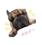 フレンチブルドッグやまとの日常（個別スタンプ：24）