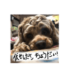 しんじのつぶやき（個別スタンプ：6）