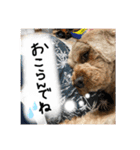 しんじのつぶやき（個別スタンプ：9）