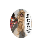 しんじのつぶやき（個別スタンプ：15）