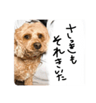 しんじのつぶやき（個別スタンプ：16）