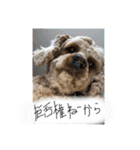 しんじのつぶやき（個別スタンプ：19）