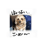 しんじのつぶやき（個別スタンプ：20）