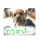 しんじのつぶやき（個別スタンプ：23）