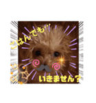 caruaちゃん     ＆siyocoraちゃん（個別スタンプ：8）