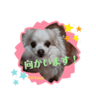 caruaちゃん     ＆siyocoraちゃん（個別スタンプ：12）