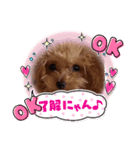 caruaちゃん     ＆siyocoraちゃん（個別スタンプ：13）