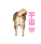 柴犬☆うに（個別スタンプ：1）