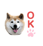 柴犬☆うに（個別スタンプ：2）