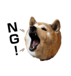 柴犬☆うに（個別スタンプ：3）