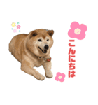 柴犬☆うに（個別スタンプ：4）
